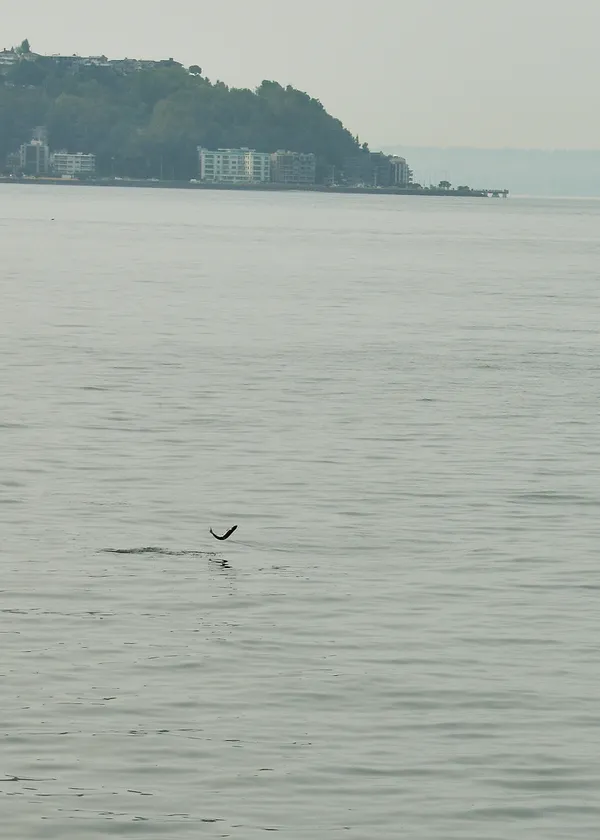 Fish Out Of Water thumbnail