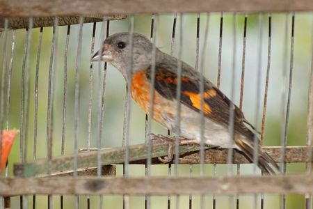 Red siskins, (above: a trapped female rescued at a local market by wildlife authorities) listed as endangered by the International Union for Conservation of Nature, face threats from habitat loss, and poaching for the pet trade.