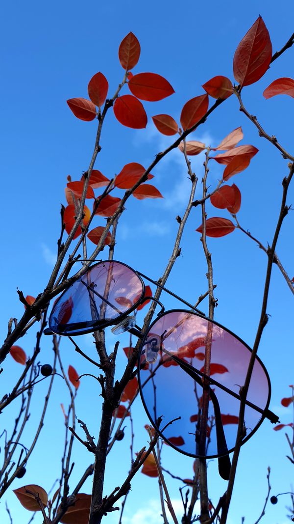 Summer, goodbye. Sunglasses hang from branches with red leaves. thumbnail