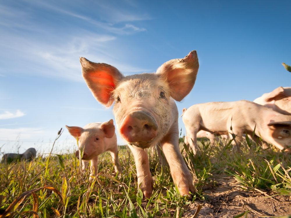 teacup pigs