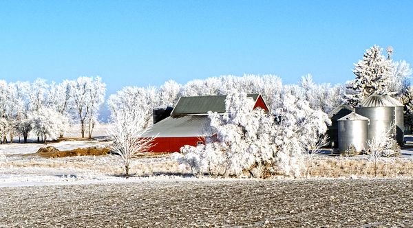White Ice Encompasses the Trees and Bushes of a Farm thumbnail