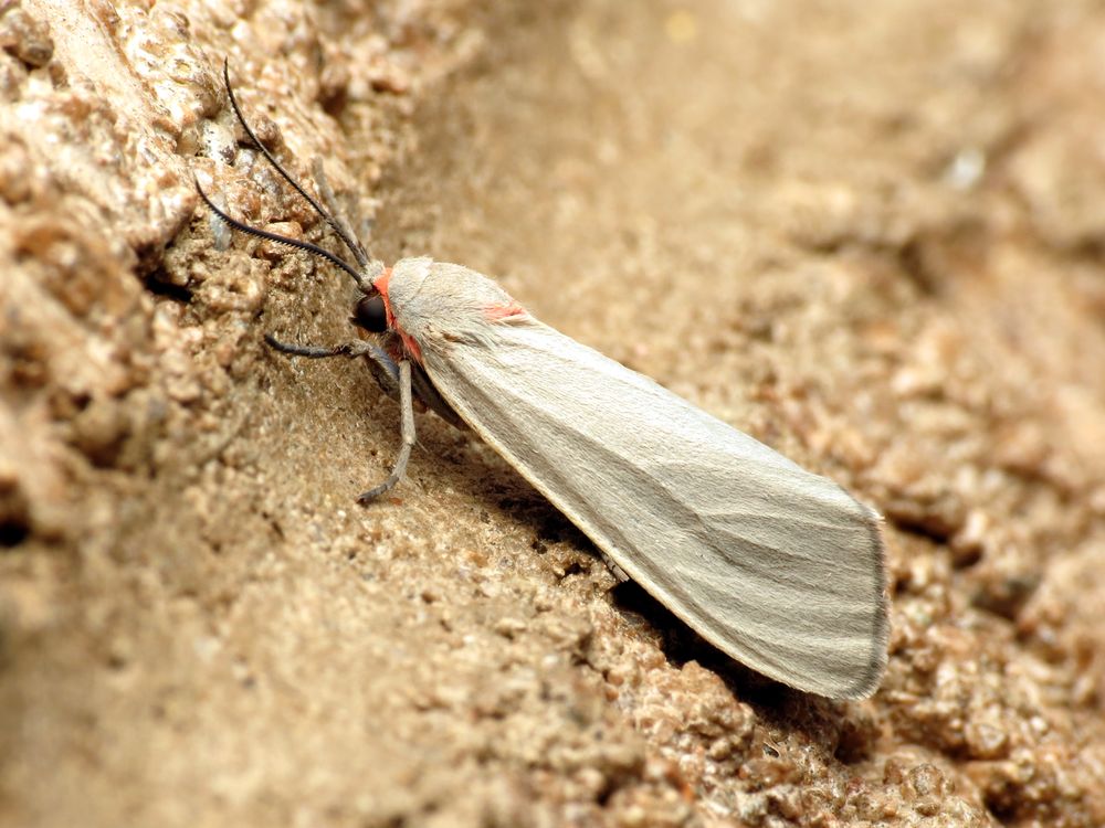 Mousey Tiger Moth