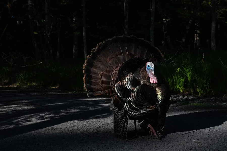 wild Turkey
