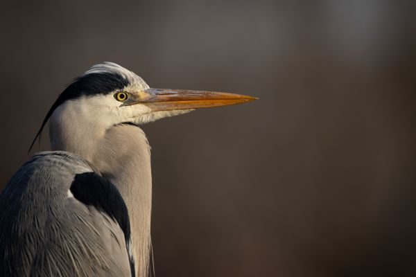 Grey heron portrait thumbnail