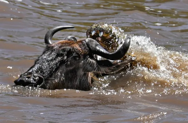 Croc of Fate in the Serengeti thumbnail