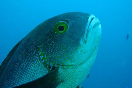 Researchers caught an 81-year-old midnight snapper (Macolor macularis) like the one pictured here off the coast of Western Australia. The fish is the oldest coral reef fish ever discovered.