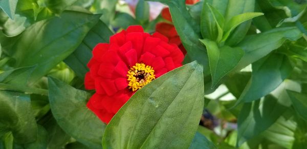 Red Zinnia Incognito thumbnail