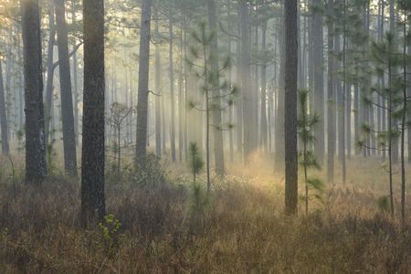 A bold conservation vision calls for a return to the South’s once-vast longleaf pine forests.