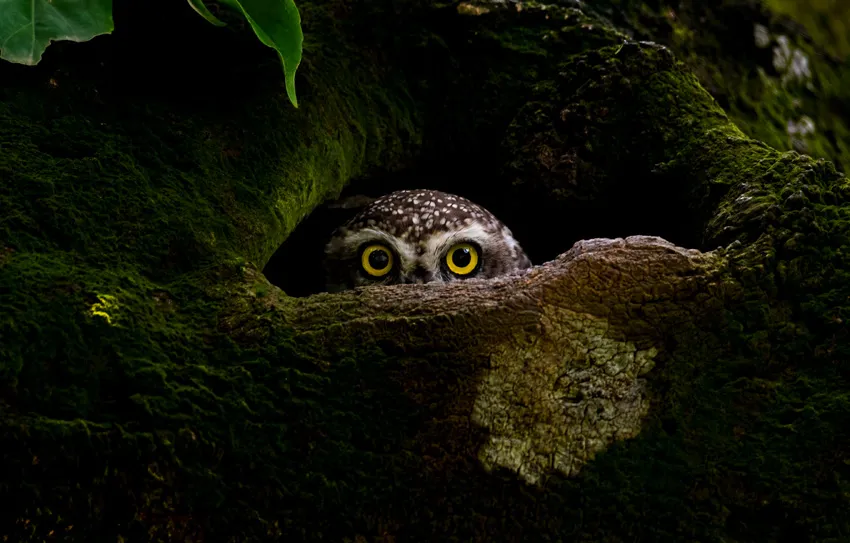 small owl with yellow eyes peeks out from a hole in a tree