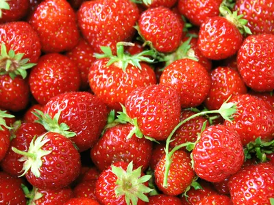 Using CRISPR technology, scientists plan to modify the strawberries&#39; genes to improve their shelf life, extend the growing season and reduce food waste.