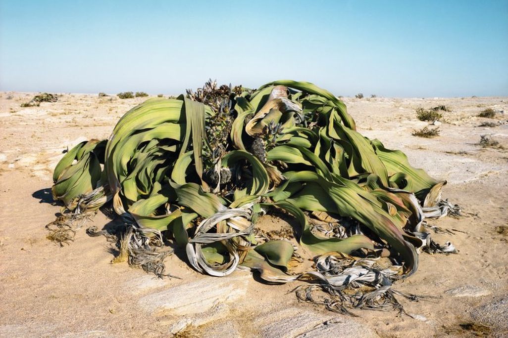 Welwitschia mirablis 