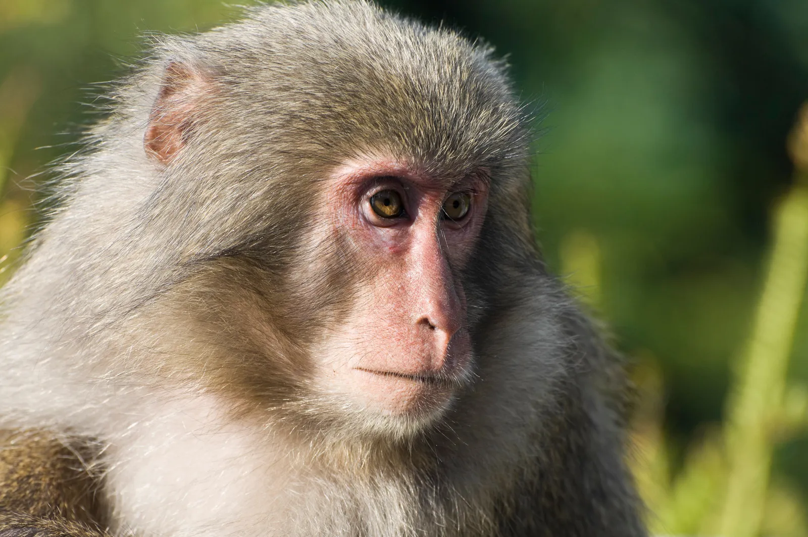 A Wise Monkey Knows How Little He Knows, Science