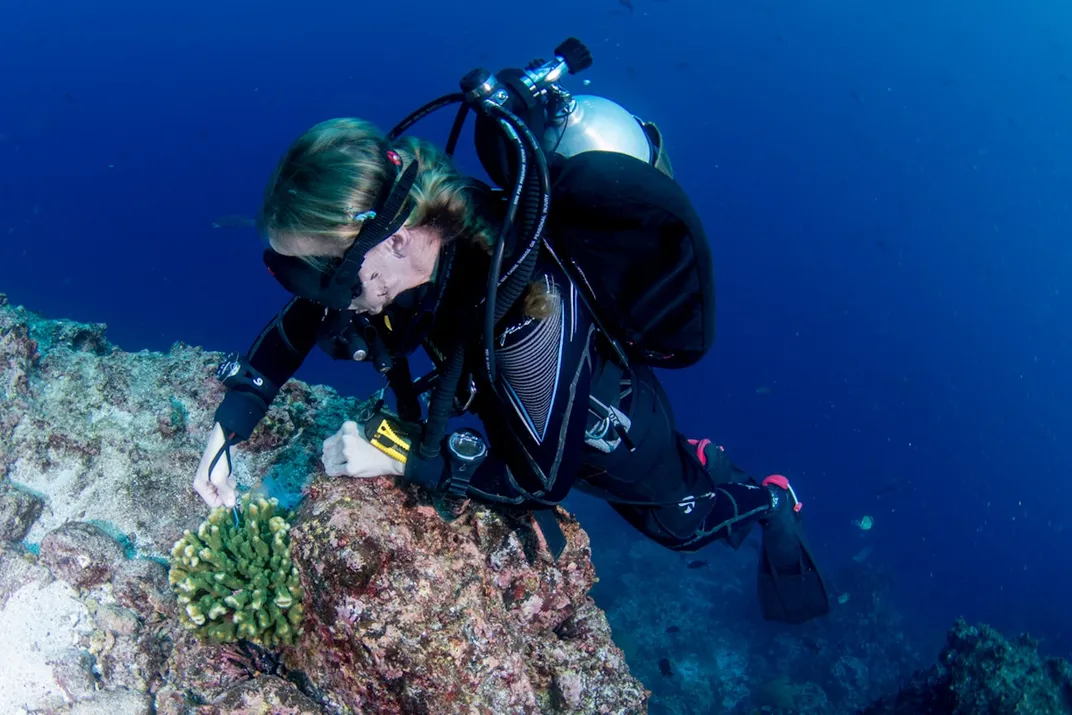 Underwater diver taking tissue samples from corals