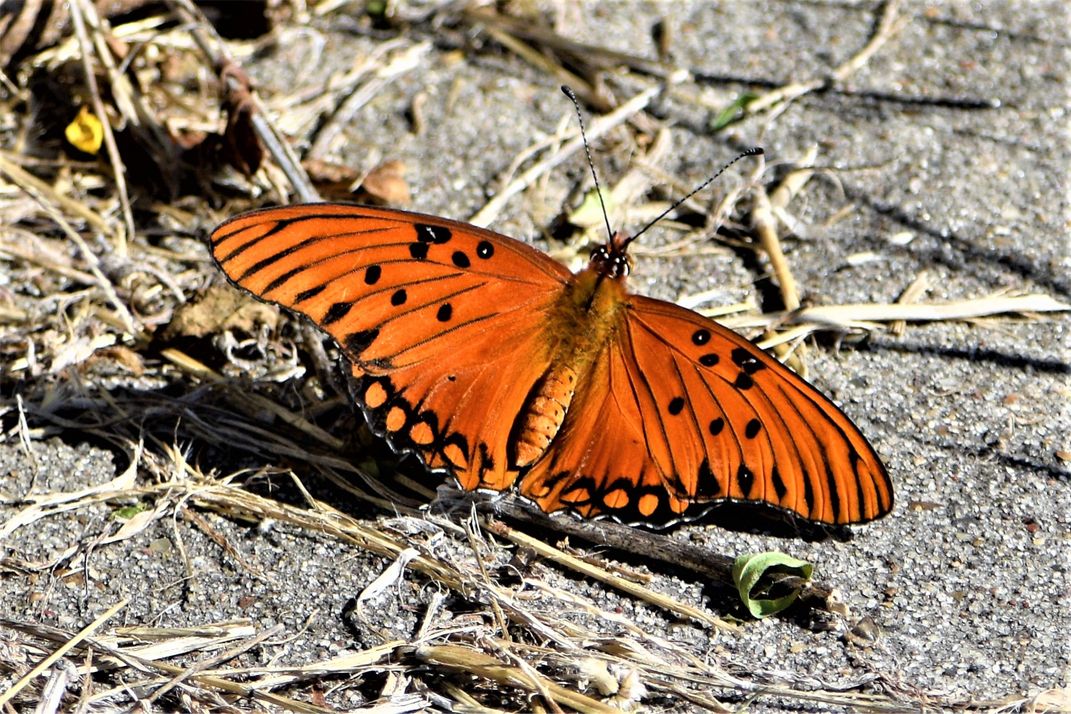 Orange Butterfly Smithsonian Photo Contest Smithsonian Magazine