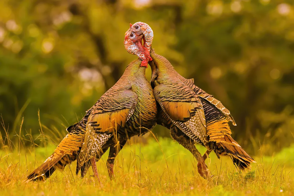 Two male wild turkeys battle for breeding rights for hens nearby. The battle lasted uninterrupted for 20 minutes.