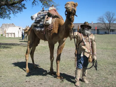 A member of the Texas Camel Corps.