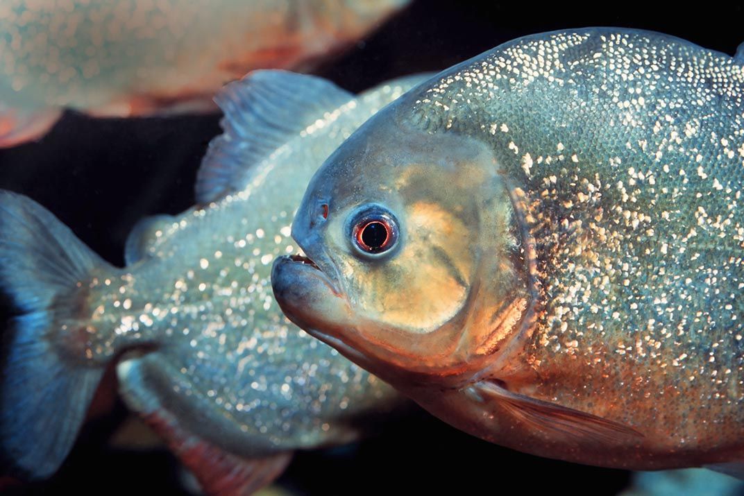 14 Fun Facts About Piranhas, Science