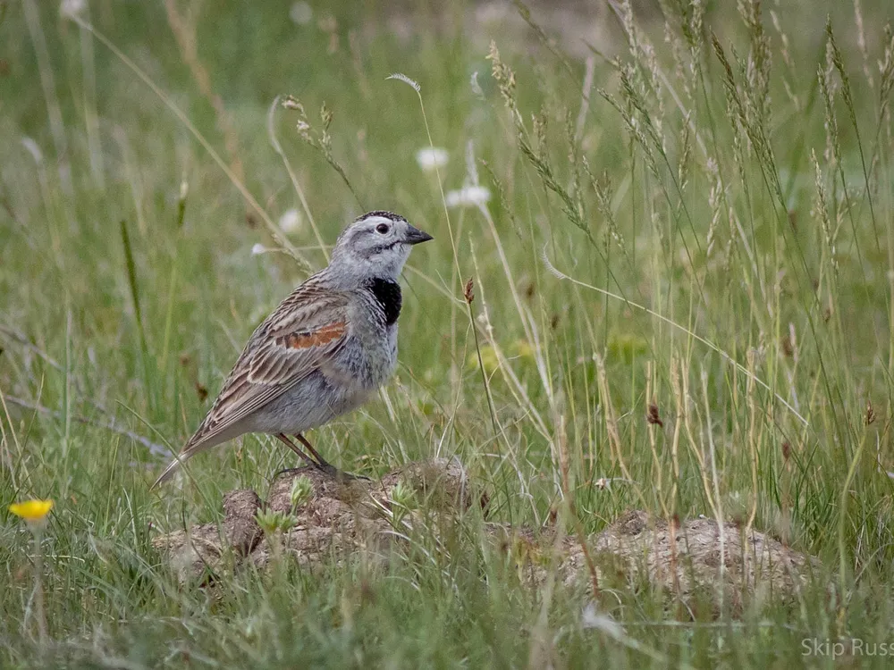 Small brownish bird against a backdrop of prairie grass