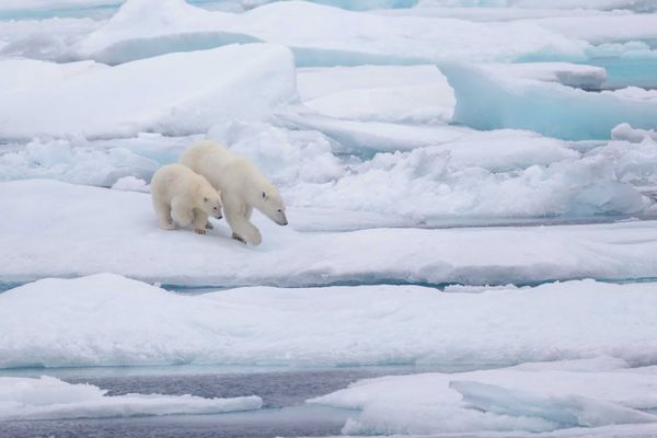 Walking polar bear mother and cub thumbnail