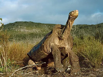 Far from the mainland and one another, the Galapágos Islands host animals with distinctive traits, such as the notched shell of Pinzón Island’s saddleback giant tortoise.