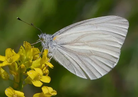 a white butterfly on a clump of yellow flowers