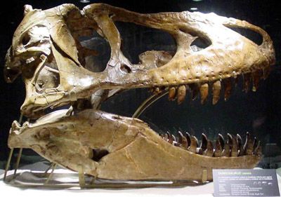 20110520083110800px-tarbosaurus080eue.jpg