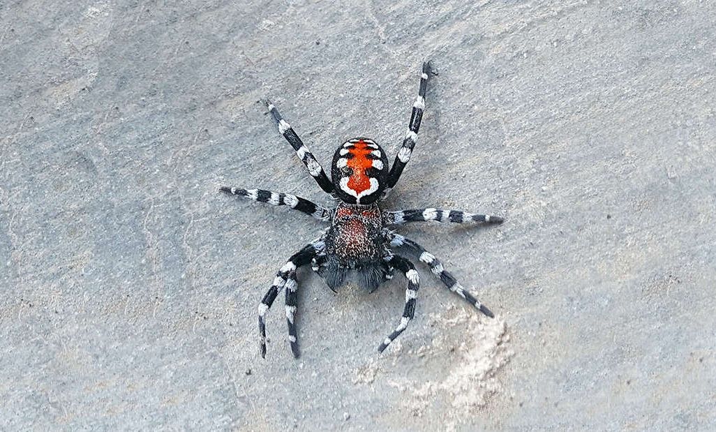 Loureedia phoenixi