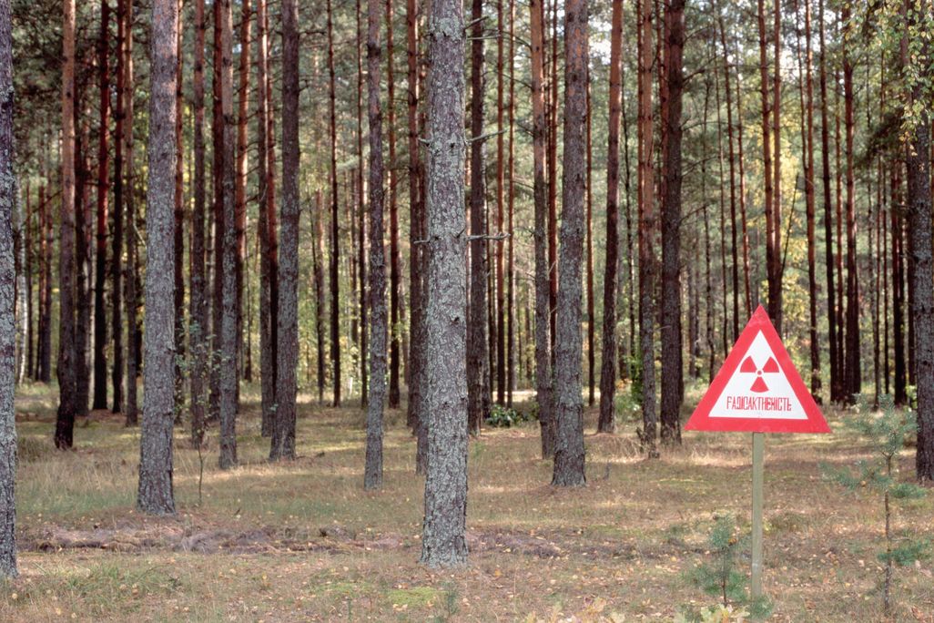 forest