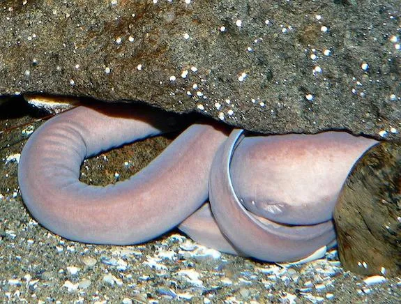 A Pacific hagfish hides under a rock.