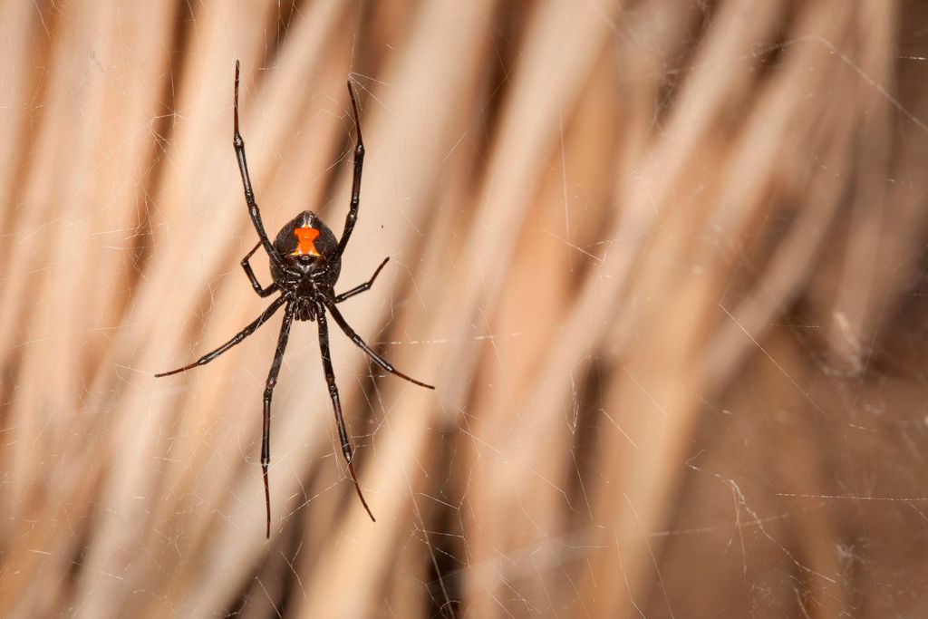 Black Widow Red Hourglass