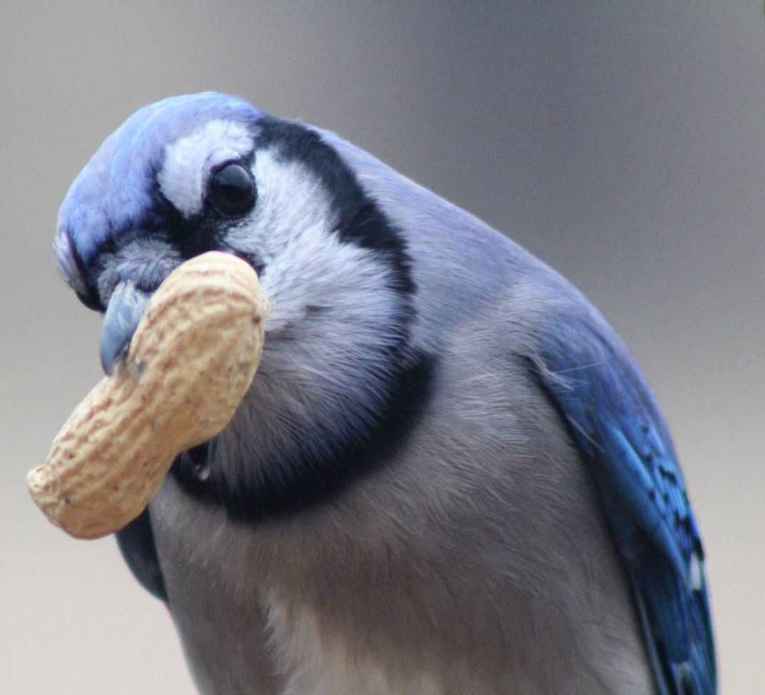 Hungry Blue Jay Smithsonian Photo Contest Smithsonian Magazine