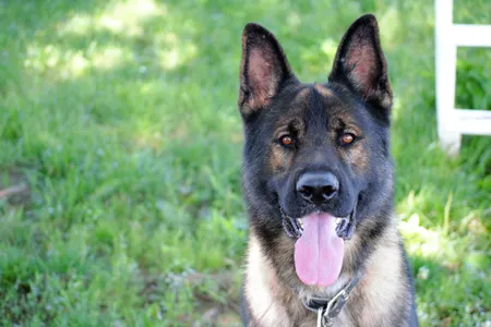 Grizzly, a detection dog in training, is learning to sniff out stolen antiquities.