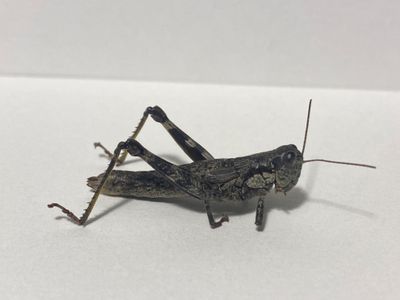 Field zoologist Andrew Rapp caught an adult female Appalachian grasshopper on the side of the road in Augusta County, Virginia.