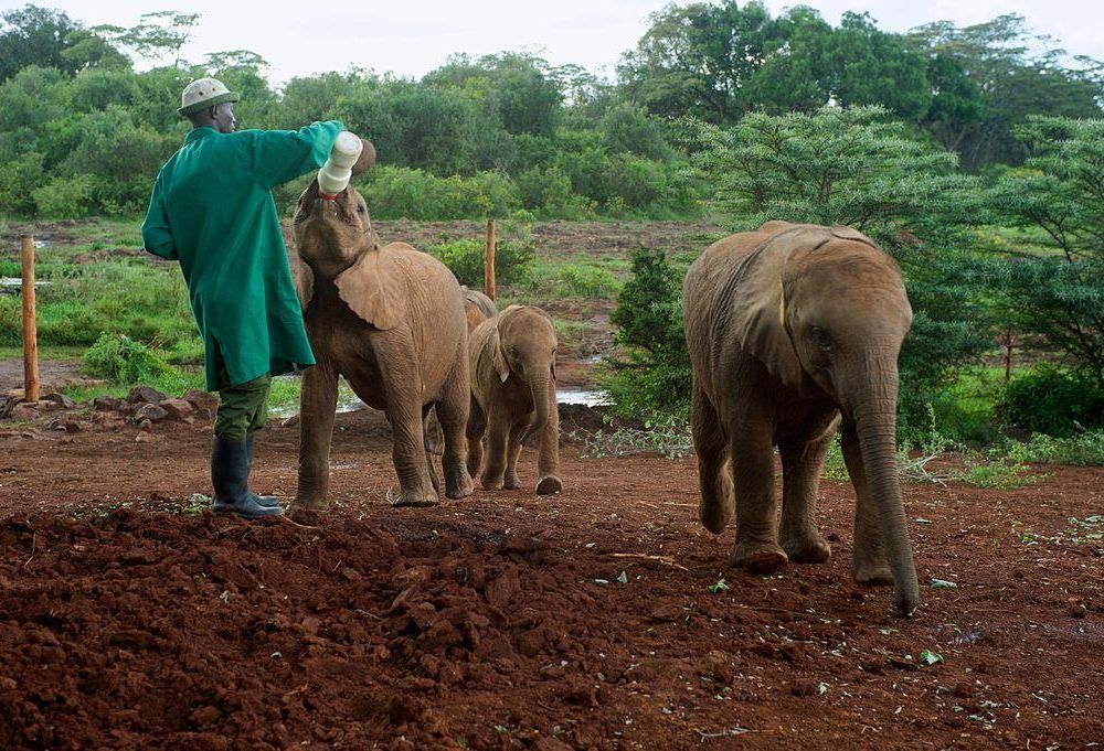 Daphne Sheldrick