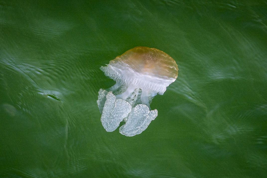Blue Blubber Jellyfish Smithsonian Photo Contest Smithsonian Magazine