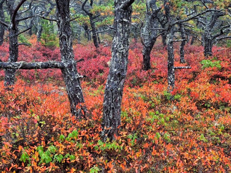 The Plants of Acadia National Park by Glen H. Mittelhauser