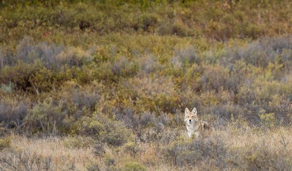 As far as predators go, coyotes are one of the most resourceful and resilient.