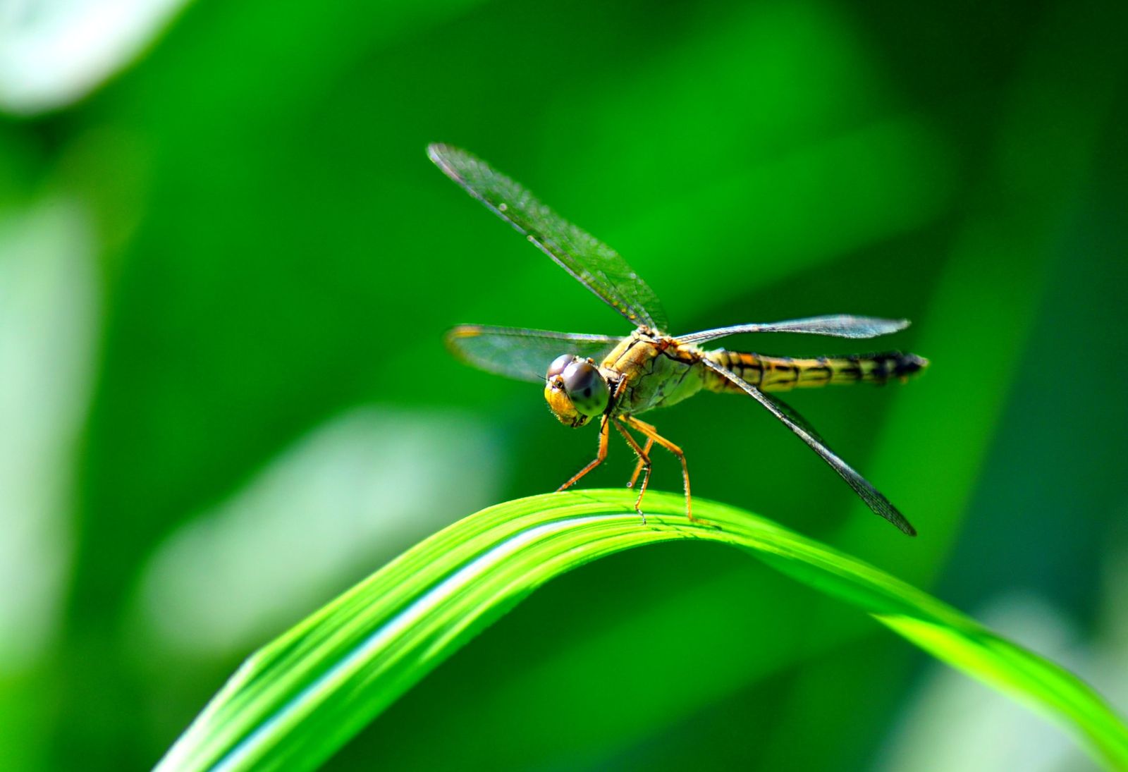 Dragonfly Larvae Eating