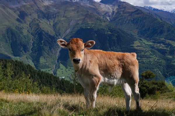 High in the mountains of Svaneti. thumbnail