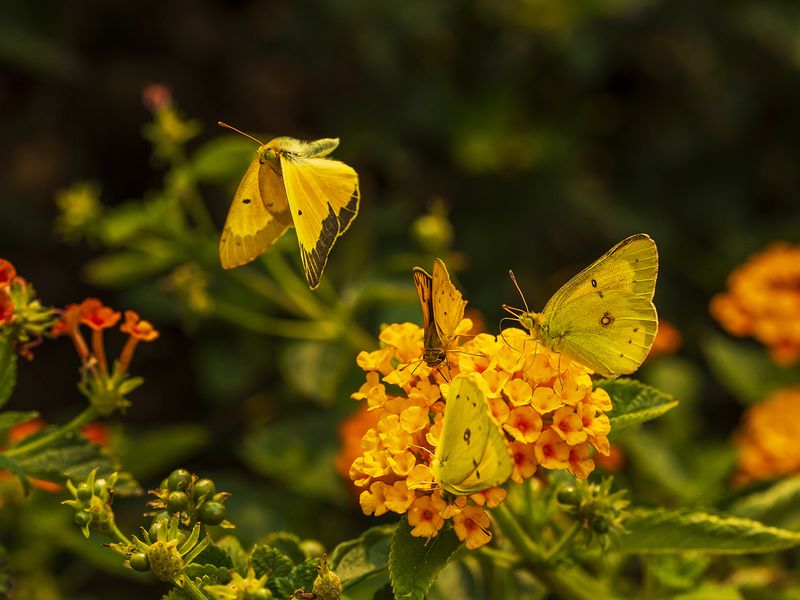 Alfalfa Caterpillar Butterflies On Lantana Flowers Smithsonian Photo Contest Smithsonian