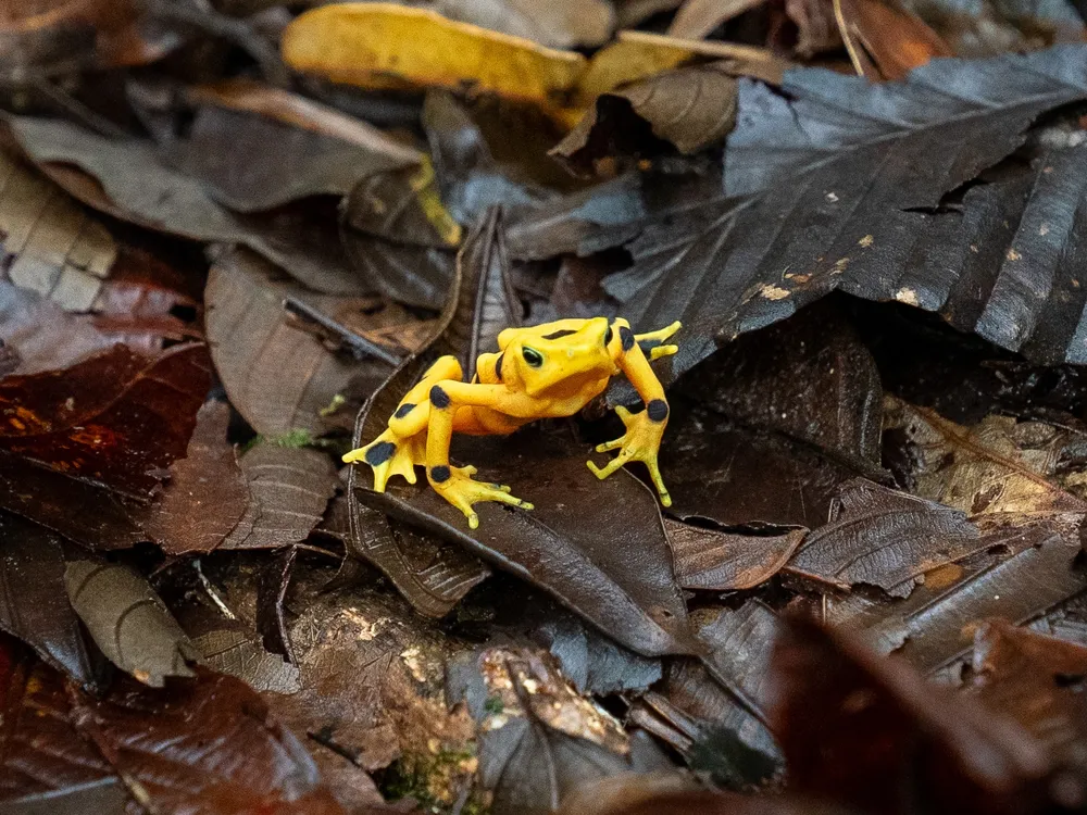 Smithsonian's Panama Amphibian Rescue and Conservation Project