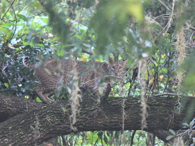 Bobcat climbing a tree in our backyard Smithsonian Photo Contest