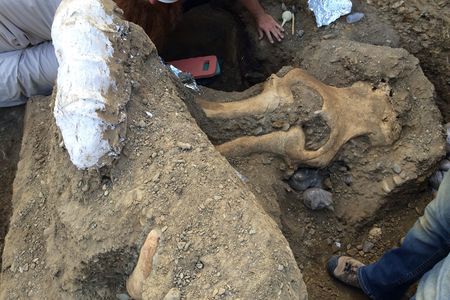 The mammoth skull being excavated on Santa Rosa Island