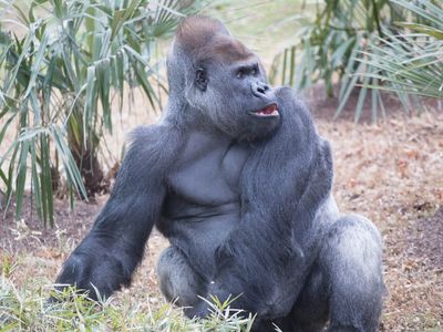 Western lowland gorilla Baraka forages in the outdoor gorilla habitat at the Smithsonian's National Zoo. The silverback takes mealtime seriously, say his keepers.
