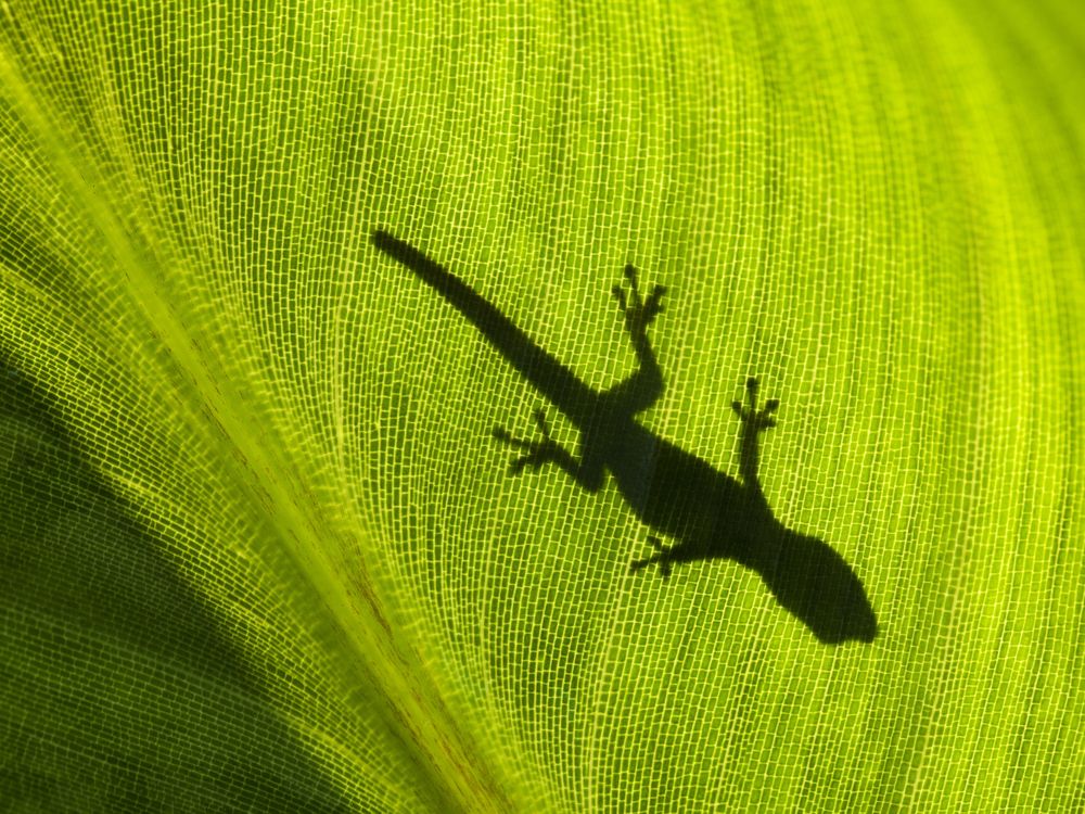 09_02_2014_gecko.jpg