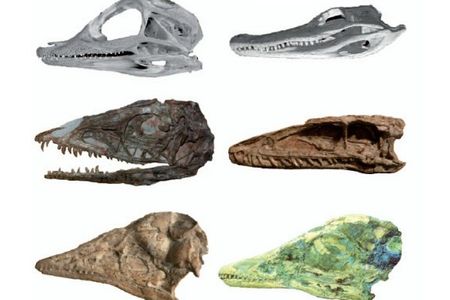 Archosaur skull changes (juveniles on the left, adults on the right). While there was a significant amount of change between the juvenile and adult skulls of alligators (top) and the non-avian dinosaur Coelophysis (middle), there was little change between the juvenile and adult skulls of early birds such as Archaeopteryx (bottom) and their closest dinosaur relatives.