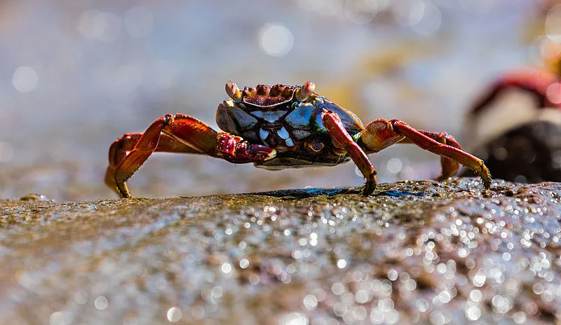 A close-up image of a red rock crab on the shore. It has glistening red legs and a blue abdomen, with bulging orange eyes.