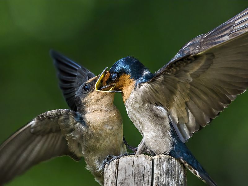 Pacific Swallow Feeding Smithsonian Photo Contest Smithsonian Magazine