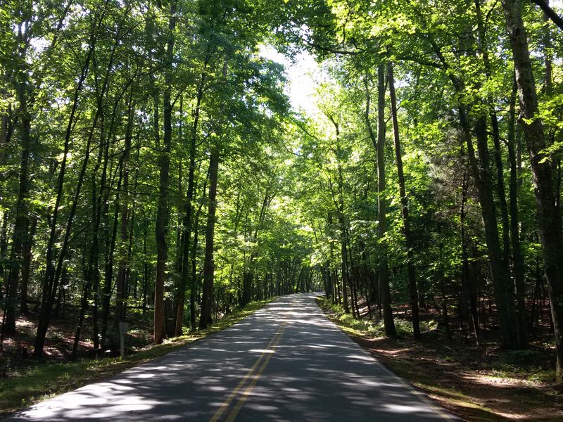 Avenue of trees Smithsonian Photo Contest Smithsonian Magazine
