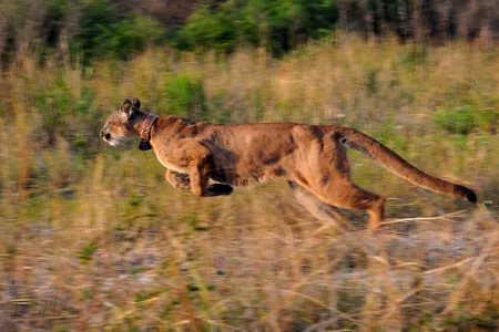 Collars and tags are used to track animals like panthers.